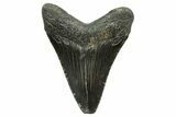 Juvenile Megalodon Tooth - South Carolina #375960-1